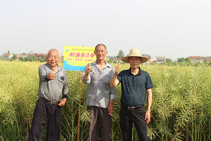 利油杂3号